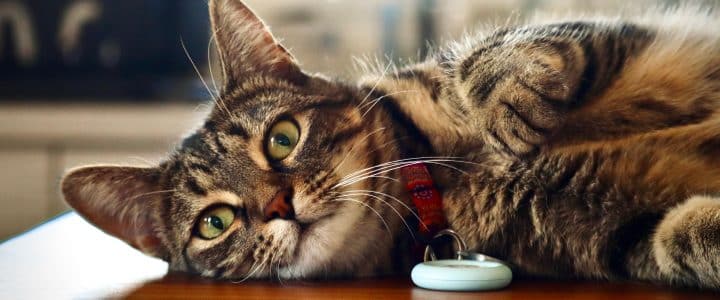 GPS pour chat : garantir la sécurité de votre animal de compagnie
