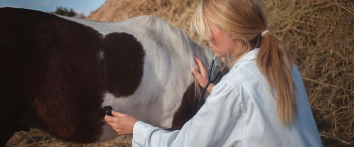 Ulcère d’estomac chez le cheval : causes, symptômes et traitements !